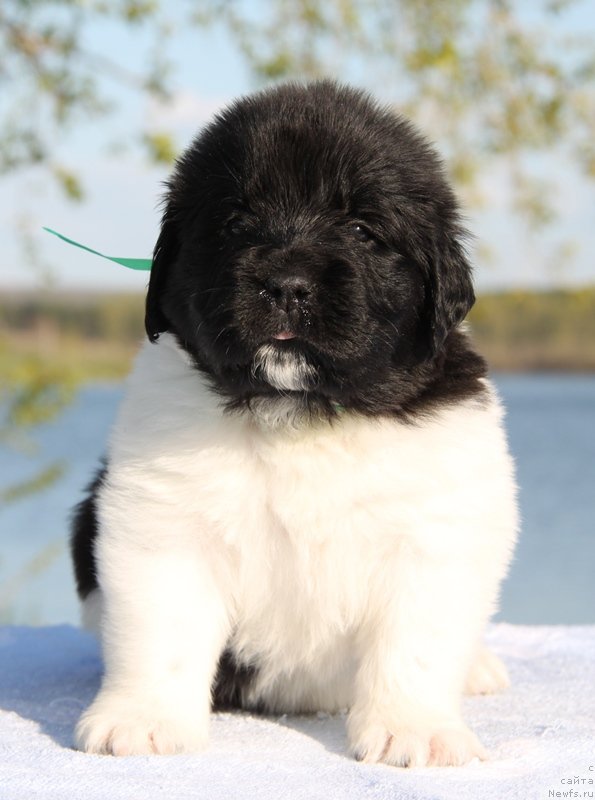 Фото: ньюфаундленд Akvian Song Katyusha (Аквиан Сонг Катюша), Зеленая нитка, сука.