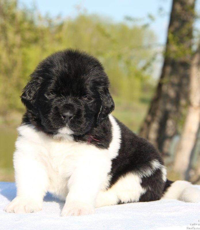 Фото: ньюфаундленд Akvian Song Kiss from Rouz (Аквиан Сонг Кисс Фром Роуз), Бордовая нитка, сука.
