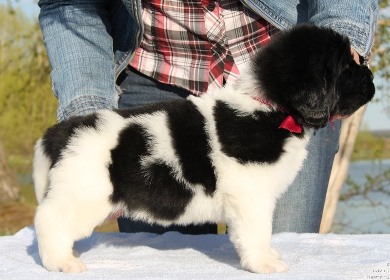 Фото: ньюфаундленд Akvian Song Kiss from Rouz (Аквиан Сонг Кисс Фром Роуз), Бордовая нитка, сука.