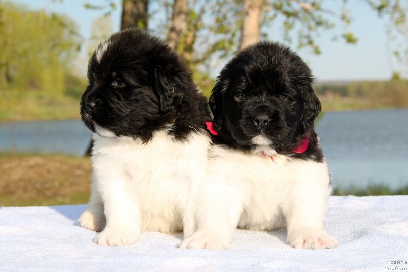 Фото: Щенки, ньюфаундленд Akvian Song Kroun Royal (Аквиан Сонг Кроун Роял), ньюфаундленд Akvian Song Kiss from Rouz (Аквиан Сонг Кисс Фром Роуз)