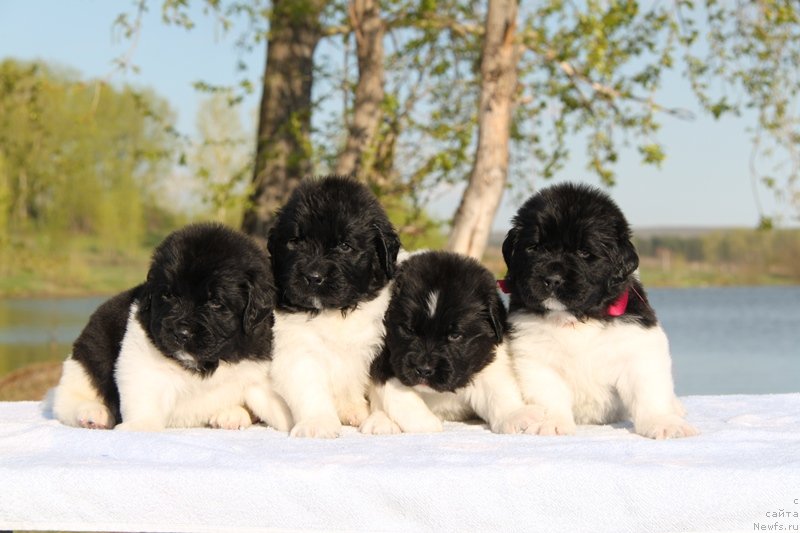 Фото: ньюфаундленд Akvian Song Kroun Royal (Аквиан Сонг Кроун Роял), ньюфаундленд Akvian Song Kiss from Rouz (Аквиан Сонг Кисс Фром Роуз)