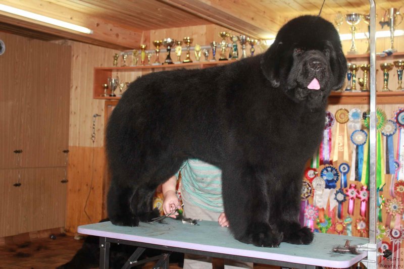 Фото: ньюфаундленд Ursinus Velutus Touch Of Magic