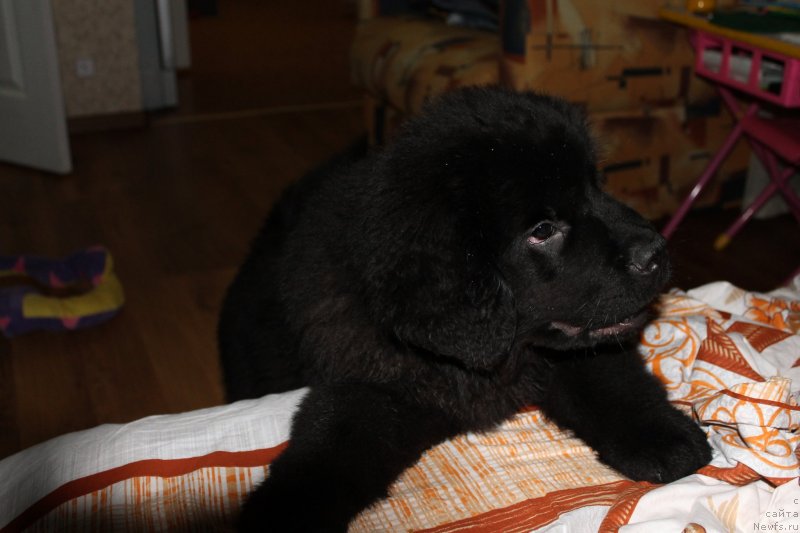 Фото: ньюфаундленд Laymar Seynari (Лаймар Сейнари)