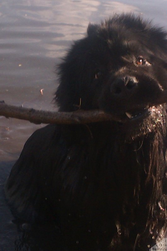 Фото: ньюфаундленд Sent Djons YUkatan (Сент Джонс Юкатан)