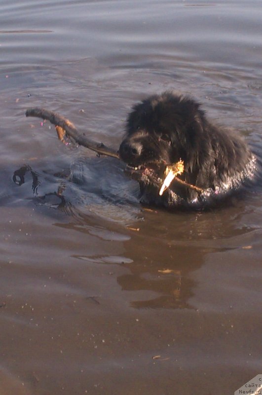 Фото: ньюфаундленд Sent Djons YUkatan (Сент Джонс Юкатан)