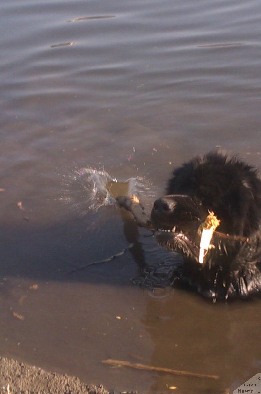 Фото: ньюфаундленд Sent Djons YUkatan (Сент Джонс Юкатан)