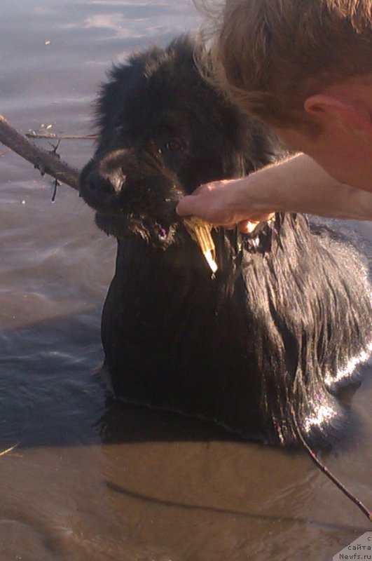 Фото: ньюфаундленд Sent Djons YUkatan (Сент Джонс Юкатан)