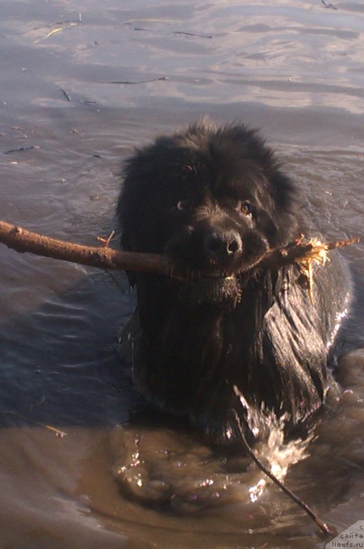 Фото: ньюфаундленд Sent Djons YUkatan (Сент Джонс Юкатан)