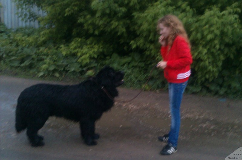 Фото: ньюфаундленд Sent Djons YUkatan (Сент Джонс Юкатан)