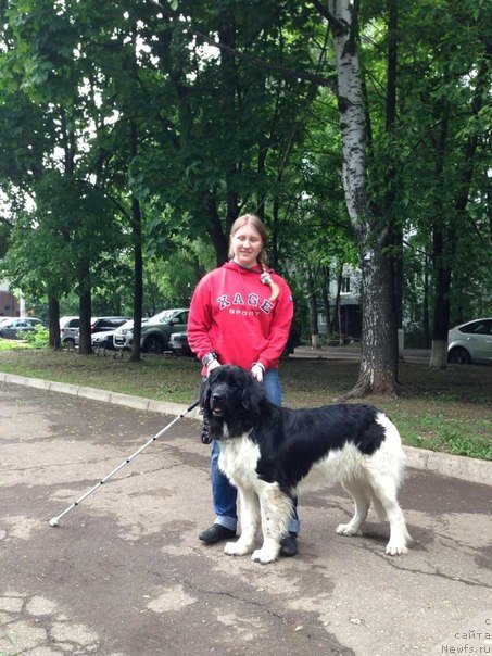 Фото: ньюфаундленд CHernyiy SHarm Vengriya (Черный Шарм Венгрия)