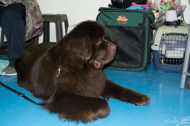 Фото: ньюфаундленд Akvatoriya Kelvin Selebreyshn (Акватория Келвин Селебрейшн)