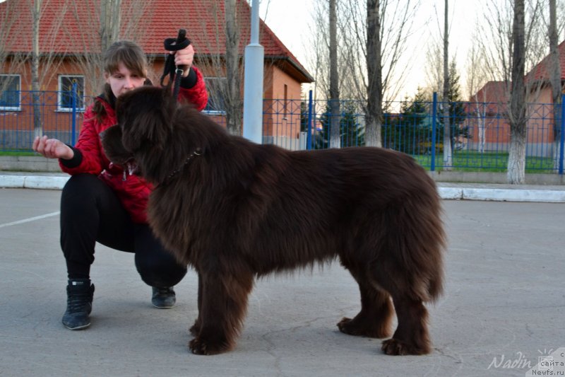 Фото: ньюфаундленд Akvatoriya Kelvin Selebreyshn (Акватория Келвин Селебрейшн)