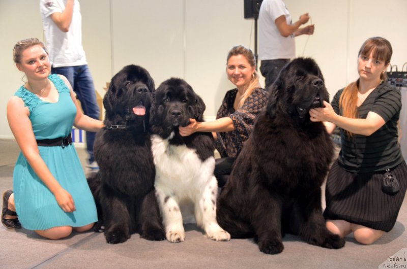 Фото: ньюфаундленд Vom Waterfall Land Ay Todor (Вом Ватерфалл Лэнд Ай Тодор), ньюфаундленд CHernyiy SHarm Vankuver (Черный Шарм Ванкувер), ньюфаундленд Beguschaya po Volnam Zillion (Бегущая по Волнам Зиллион)