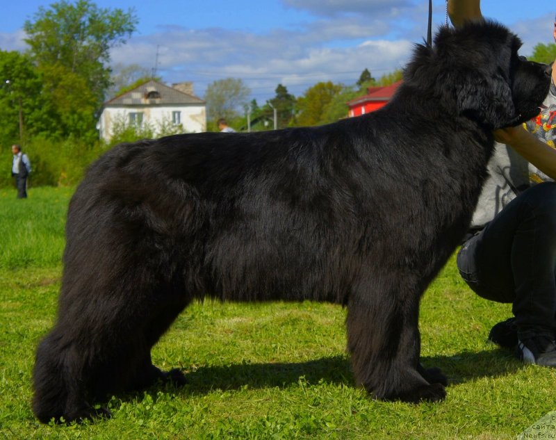 Фото: ньюфаундленд Smigar Galaxsy Shall Win (Смигар Галакси Шелл Вин)