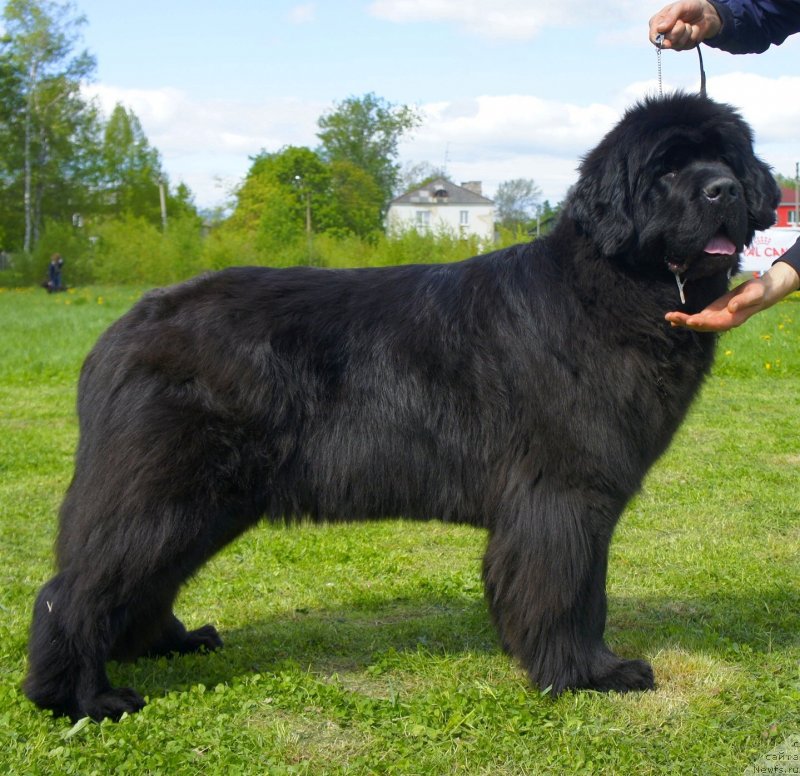 Фото: ньюфаундленд Smigar Galaxsy Shall Win (Смигар Галакси Шелл Вин)