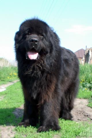 Фото: ньюфаундленд Velikiy Medved' Beguschiy po Volnam (Великий Медведь Бегущий по Волнам)