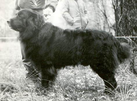 Фото: ньюфаундленд Bars Layni (Барс Лайни)