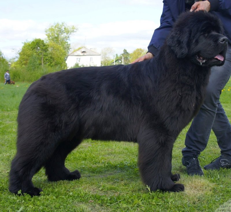 Фото: ньюфаундленд Smigar Galaxsy Shall Win (Смигар Галакси Шелл Вин)