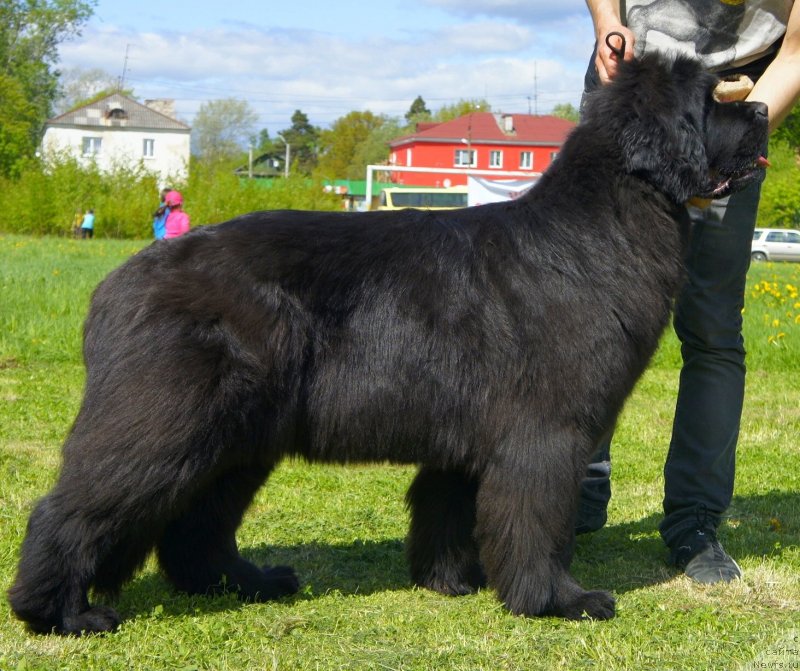 Фото: ньюфаундленд Smigar Galaxsy Shall Win (Смигар Галакси Шелл Вин)