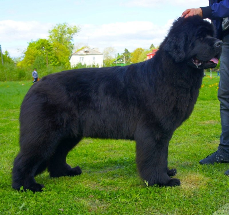 Фото: ньюфаундленд Smigar Galaxsy Shall Win (Смигар Галакси Шелл Вин)