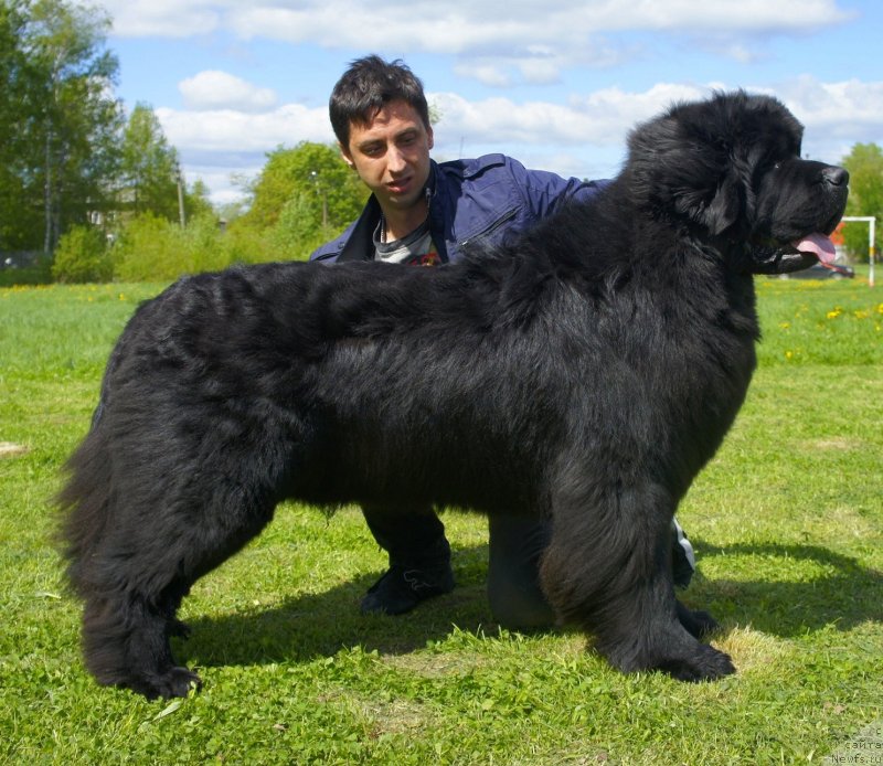 Фото: ньюфаундленд Smigar Gordon Fellow (Смигар Гордон-Феллоу)