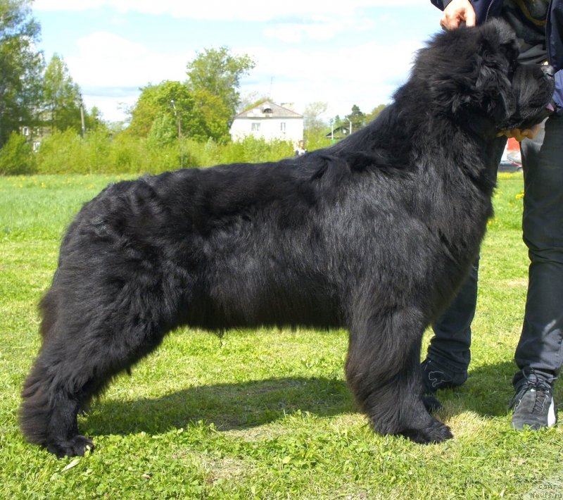 Фото: ньюфаундленд Smigar Gordon Fellow (Смигар Гордон-Феллоу)