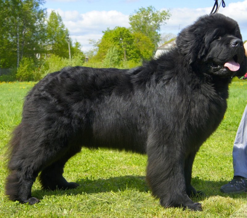 Фото: ньюфаундленд Smigar Gordon Fellow (Смигар Гордон-Феллоу)