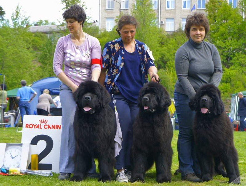 Фото: ньюфаундленд Smigar Gordon Fellow (Смигар Гордон-Феллоу), ньюфаундленд Smigar Galaxsy Shall Win (Смигар Галакси Шелл Вин), ньюфаундленд Smigar Severnaya Verona (Смигар Северная Верона)