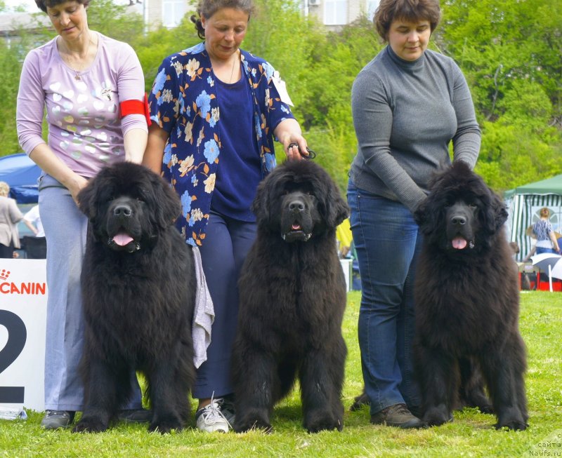 Фото: ньюфаундленд Smigar Gordon Fellow (Смигар Гордон-Феллоу), ньюфаундленд Smigar Galaxsy Shall Win (Смигар Галакси Шелл Вин), ньюфаундленд Smigar Severnaya Verona (Смигар Северная Верона)