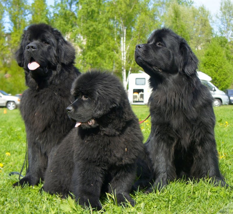 Фото: ньюфаундленд Smigar Gordon Fellow (Смигар Гордон-Феллоу), ньюфаундленд Tselogo Mira Malo iz Arkaima (Целого Мира Мало из Аркаима), ньюфаундленд Belkonder-Club Dostuchat'sya Do Nebes (Белкондер-Клаб Достучаться До Небес)