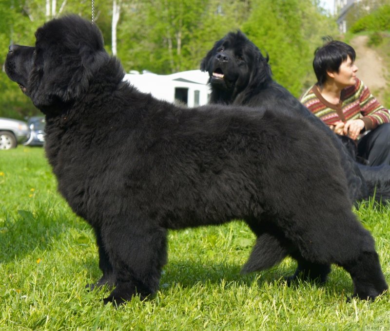 Фото: ньюфаундленд Belkonder-Club Dostuchat'sya Do Nebes (Белкондер-Клаб Достучаться До Небес)