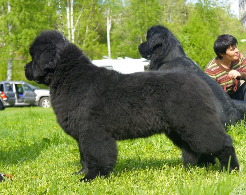 Фото: ньюфаундленд Belkonder-Club Dostuchat'sya Do Nebes (Белкондер-Клаб Достучаться До Небес)