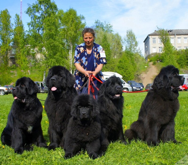 Фото: ньюфаундленд Belkonder-Club Ugli-Boogli (Белкондер-Клаб Угли-Бугли), ньюфаундленд Smigar Gordon Fellow (Смигар Гордон-Феллоу), ньюфаундленд Tselogo Mira Malo iz Arkaima (Целого Мира Мало из Аркаима), ньюфаундленд Belkonder-Club Dostuchat'sya Do Nebes (Белкондер-Клаб Достучаться До Небес), ньюфаундленд Smigar Galaxsy Shall Win (Смигар Галакси Шелл Вин)
