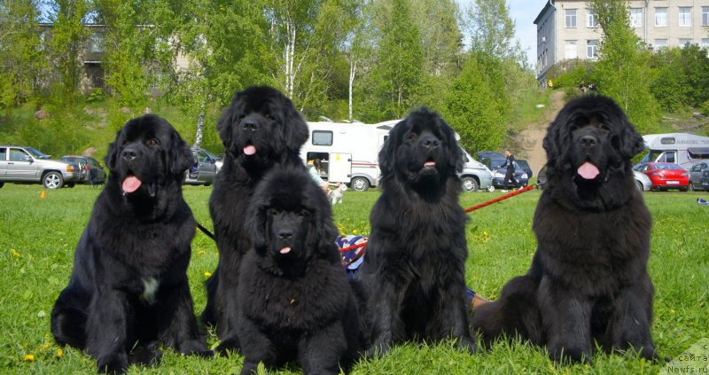 Фото: ньюфаундленд Belkonder-Club Ugli-Boogli (Белкондер-Клаб Угли-Бугли), ньюфаундленд Smigar Gordon Fellow (Смигар Гордон-Феллоу), ньюфаундленд Tselogo Mira Malo iz Arkaima (Целого Мира Мало из Аркаима), ньюфаундленд Belkonder-Club Dostuchat'sya Do Nebes (Белкондер-Клаб Достучаться До Небес), ньюфаундленд Smigar Galaxsy Shall Win (Смигар Галакси Шелл Вин)
