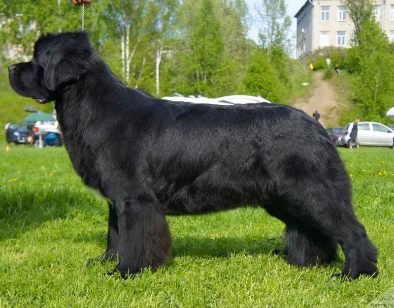 Фото: ньюфаундленд Belkonder-Club Ugli-Boogli (Белкондер-Клаб Угли-Бугли)