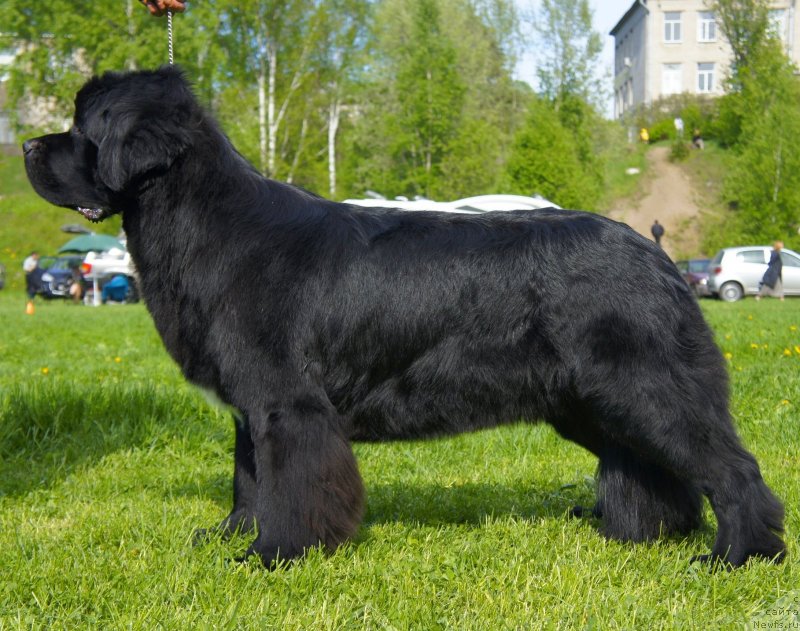 Фото: ньюфаундленд Belkonder-Club Ugli-Boogli (Белкондер-Клаб Угли-Бугли)