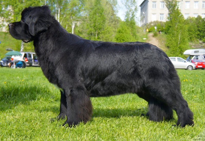 Фото: ньюфаундленд Belkonder-Club Ugli-Boogli (Белкондер-Клаб Угли-Бугли)
