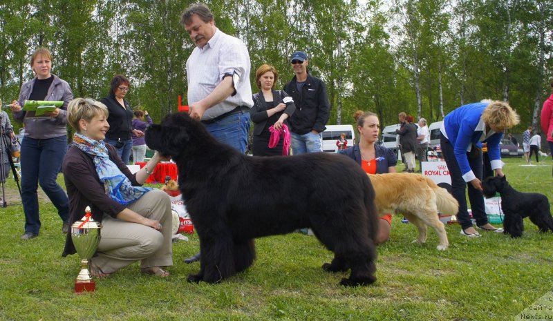 Фото: ньюфаундленд Cayuga Mescalero