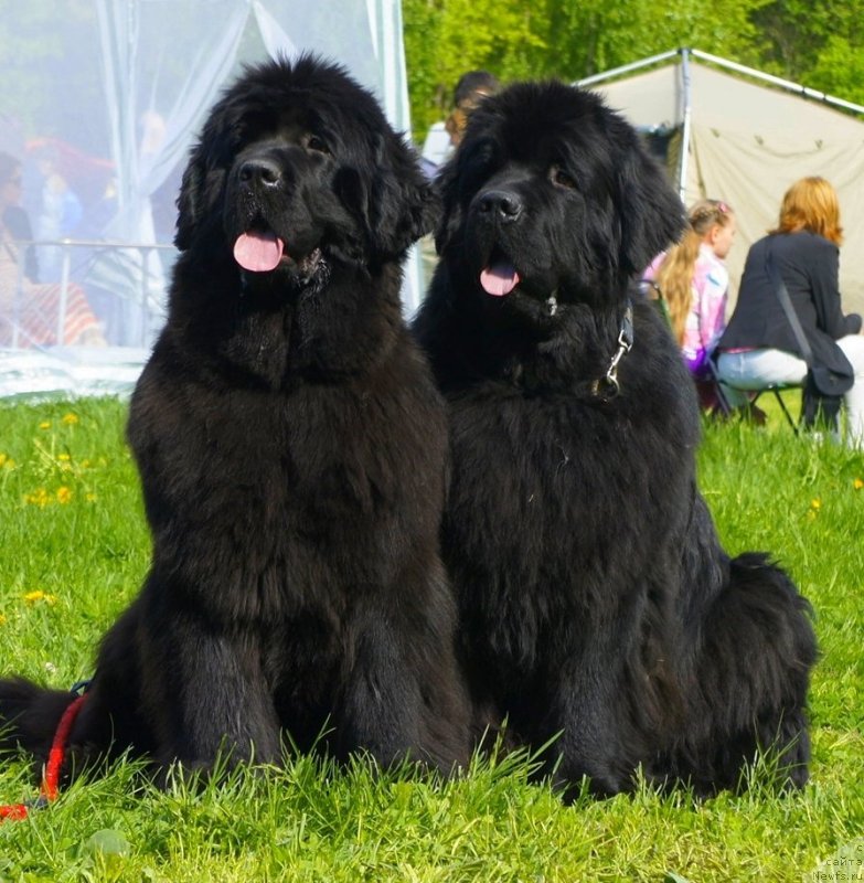 Фото: ньюфаундленд Smigar Gordon Fellow (Смигар Гордон-Феллоу), ньюфаундленд Smigar Galaxsy Shall Win (Смигар Галакси Шелл Вин)