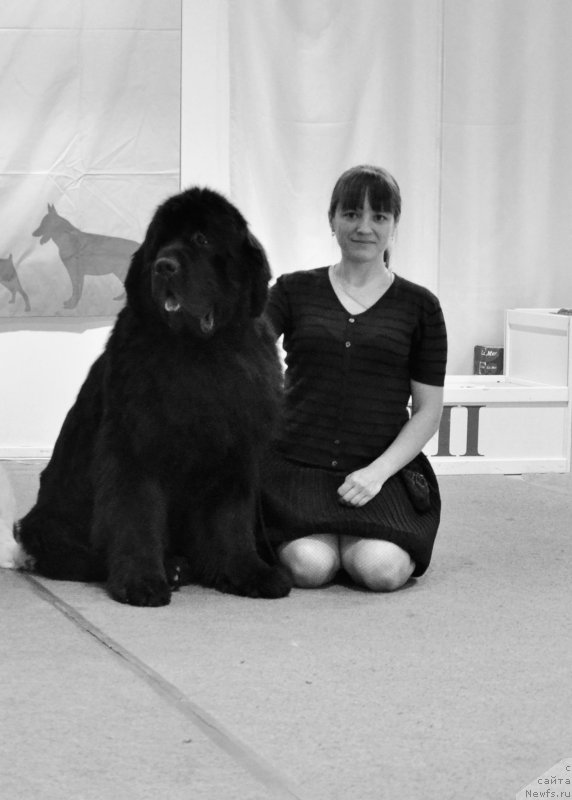 Фото: ньюфаундленд Beguschaya po Volnam Zillion (Бегущая по Волнам Зиллион)