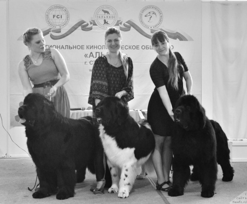 Фото: ньюфаундленд Vom Waterfall Land Ay Todor (Вом Ватерфалл Лэнд Ай Тодор), ньюфаундленд CHernyiy SHarm Vankuver (Черный Шарм Ванкувер), ньюфаундленд Beguschaya po Volnam Zillion (Бегущая по Волнам Зиллион)