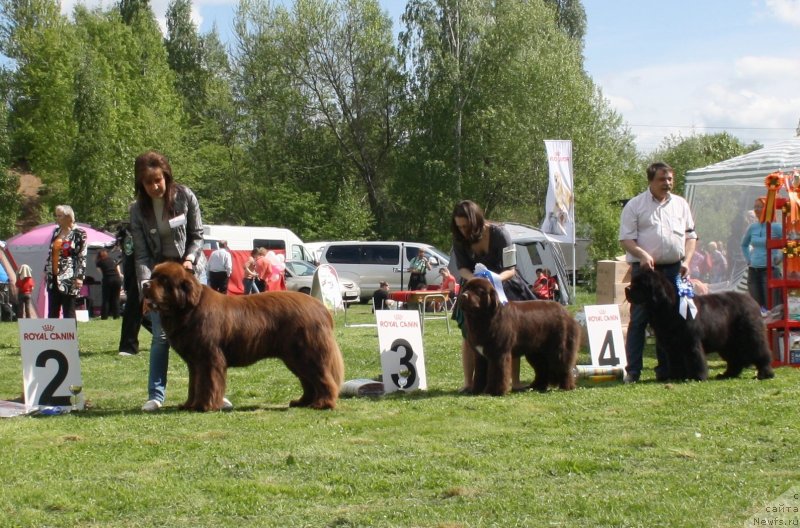 Фото: ньюфаундленд Aquatoriya Kelvin Royal Teddy Bear (Акватория Келвин Ройал Тедди Беар), ньюфаундленд Aquatoriya Kelvin Heather Honey (Акватория Келвин Хизер Хани), ньюфаундленд Cayuga Mescalero