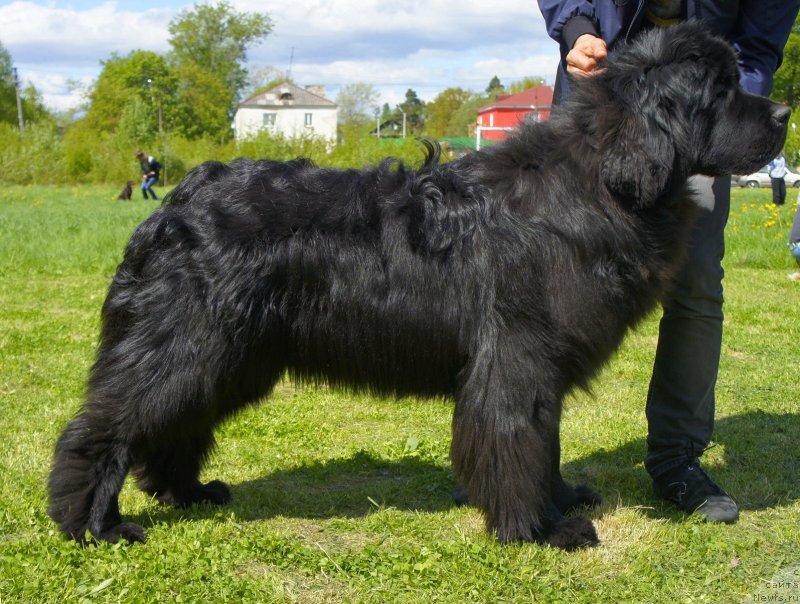 Фото: ньюфаундленд Aquatoriya Kelvin Flash Royal (Акватория Келвин Флэш Ройал)