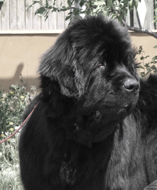 Фото: ньюфаундленд N'yufort Bay'yu Tiana (Ньюфорт Бай'ю Тиана)