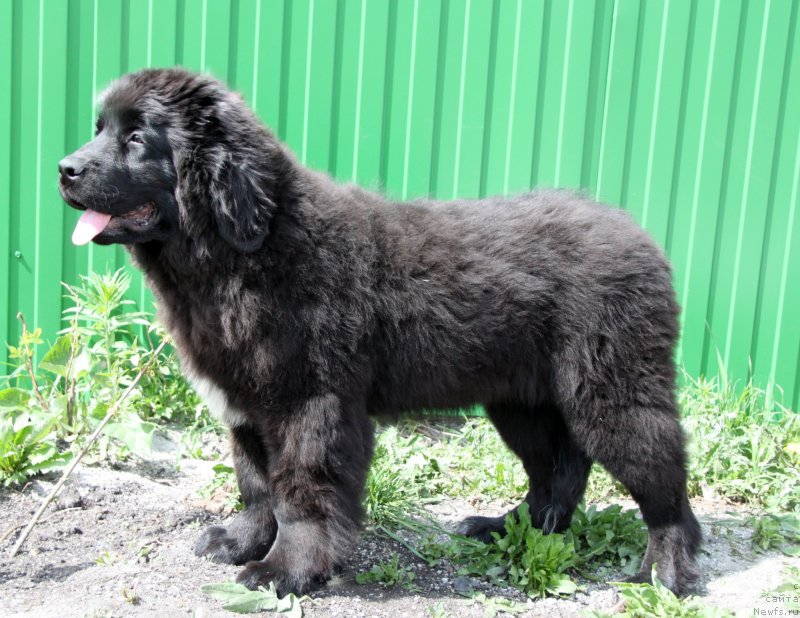 Фото: ньюфаундленд Akvatoriya Kelvin Cambiya (Акватория Келвин Цамбия)