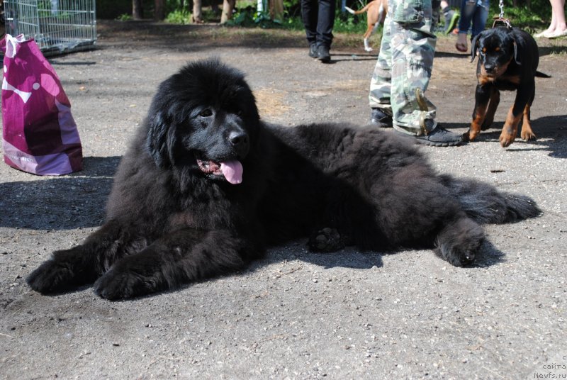 Фото: ньюфаундленд Dusha-Devitsa (Душа-Девица)