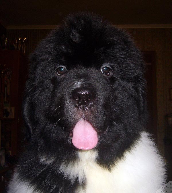 Фото: ньюфаундленд Super Bizon Konjak (Супер Бизон Конжак)