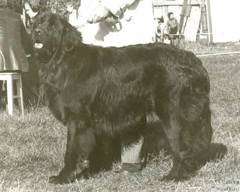 Фото: ньюфаундленд Djon (Джон)