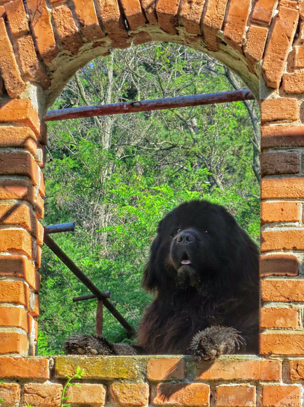 Фото: ньюфаундленд Potap Fidel' (Потап Фидель)