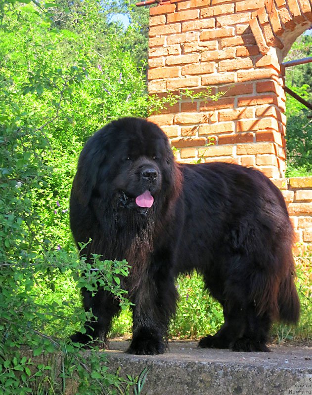 Фото: ньюфаундленд Potap Fidel' (Потап Фидель)